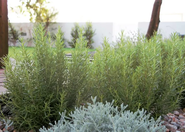 Graca Garden * Лиссабон